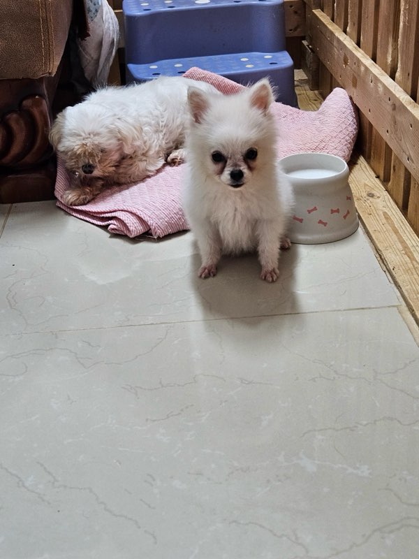 평창군유기동물보호소_442428202400155